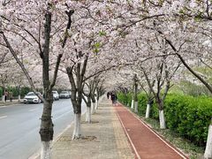 -高东镇樱花园