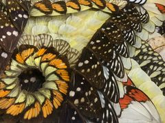 -上海昆虫博物馆