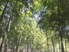 -苏州上方山国家森林公园