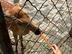 -长白岛森林公园