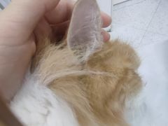 -喵园·猫主题咖啡厅·撸猫·猫咖(国贸店)