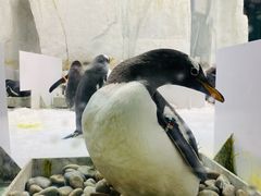 -大连圣亚海洋世界
