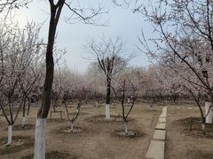 -桃花堤公园
