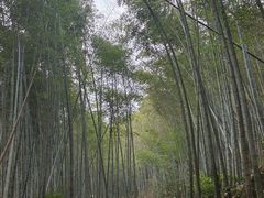 -黄山翡翠谷景区