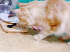 -藏猫猫咖啡主题馆(中央大道店)