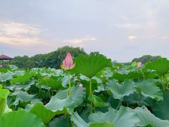 -荷塘月色湿地公园·向阳花洲