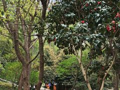 -东明山森林公园