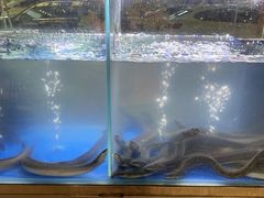 -本炙炭烤·蒲烧活鳗料理店(金沙洲店)