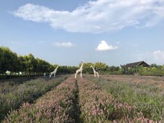 -广东花都香草世界旅游度假区