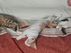 -宠物星动物医院·眼科·异宠·猫科(江南大道总院)