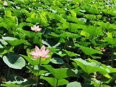 -白渔泡湿地公园