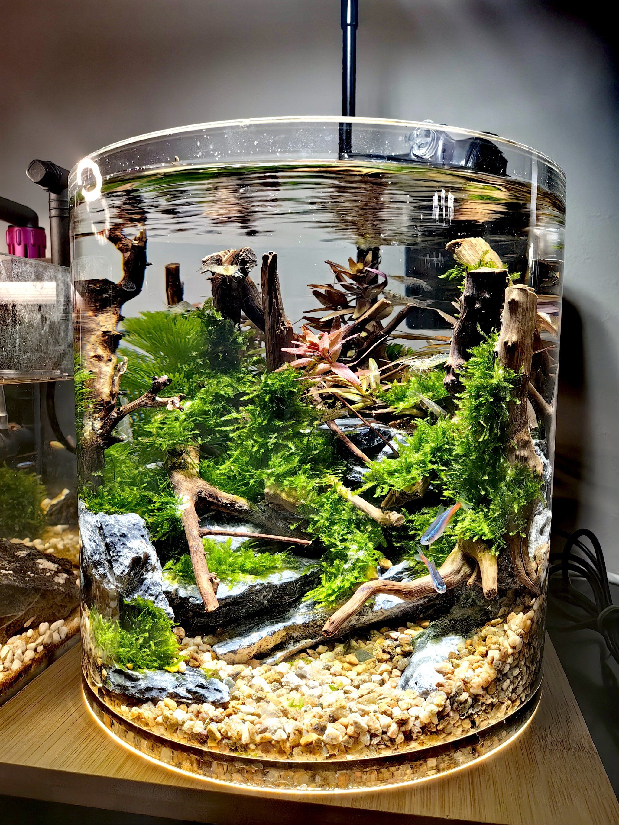 第一次养虾,先练练手,希望学费不要交的太多#养虾 #小鱼缸造景效果图