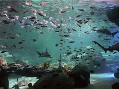-瑞普利水族馆