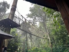 -西双版纳原始森林公园