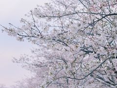 -上海辰山植物园