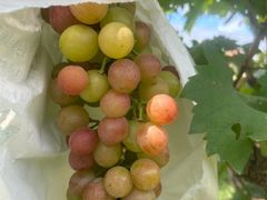 -马陆小张葡萄园农家乐