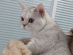 -瑞派福兴宠物医院犬猫全科·骨科·中西医结合(河东店)