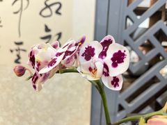 -龙源茶坊(白银路店)