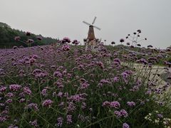 景点-大塘金香草谷