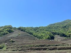 -龙坞茶村