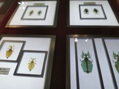 -上海昆虫博物馆