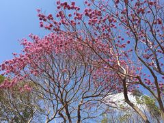 -天适樱花悠乐园