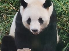 -深圳野生动物园