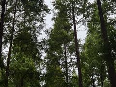 -黄海国家森林公园