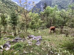 景点-鹿院坪生态旅游景区