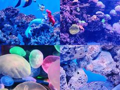 -太平洋海底世界