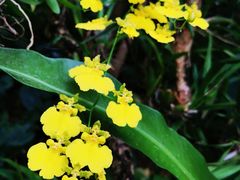 -深圳仙湖植物园