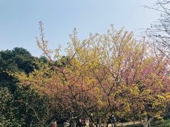 -南山植物园