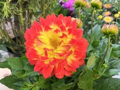 -双季花艺园艺市场(浦东店)