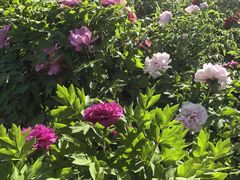 -莲花池公园