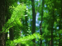 -上海共青森林公园