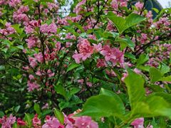 -铁山坪森林公园