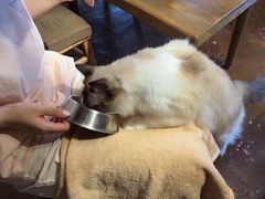 -猫猫幼稚园·撸猫·桌游·电玩