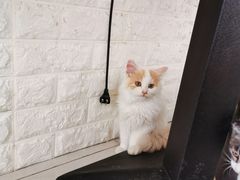-平行世界·猫咖(首经贸店)