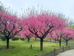 -莲花池公园