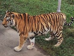 -上海野生动物园老虎餐厅