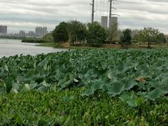 -金银湖国家城市湿地公园