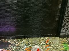-金太阳海鲜烧烤·本地人餐厅(东纬路旗舰店)