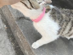 -鸣鹤古镇