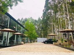 -桉树林A coffee 森林餐厅(三圣乡店)
