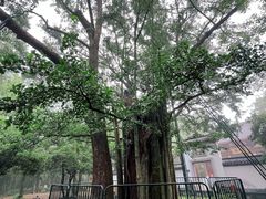 -西湖风景区十里琅珰-五云山