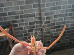 -东胜客河鲜店·西江河鲜·老字號渔家菜