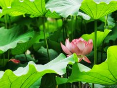 -陈家山荷花公园
