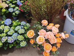 -桂林市花鸟市场