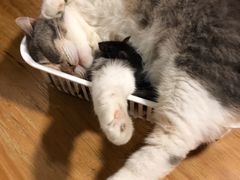 -藦茜花园宠物主题亲子互动体验馆(国顺东路店)