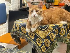 -平行世界·猫咖(首经贸店)